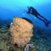 sponge_barrel_kimabt04_v_0027_sul1785.jpg